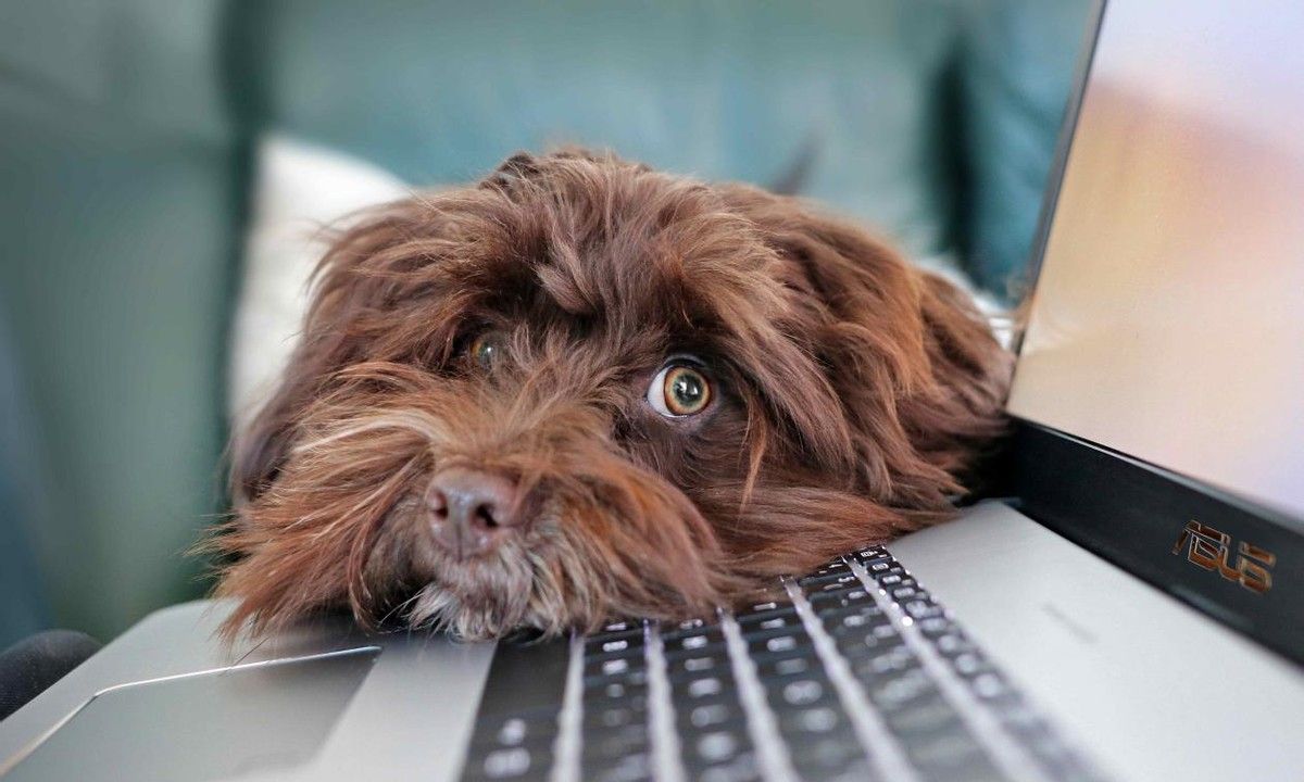 九零后程序员心声:互联网的同行们,别卷了,再卷人都卷没了