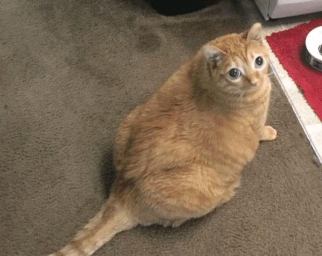 橘猫因“大眼”遭遗弃，女孩看它可怜收留，却意外收获一只网红猫休闲区蓝鸢梦想 - Www.slyday.coM