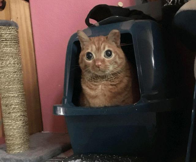 橘猫因“大眼”遭遗弃，女孩看它可怜收留，却意外收获一只网红猫休闲区蓝鸢梦想 - Www.slyday.coM