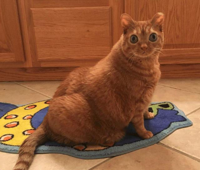 橘猫因“大眼”遭遗弃，女孩看它可怜收留，却意外收获一只网红猫休闲区蓝鸢梦想 - Www.slyday.coM