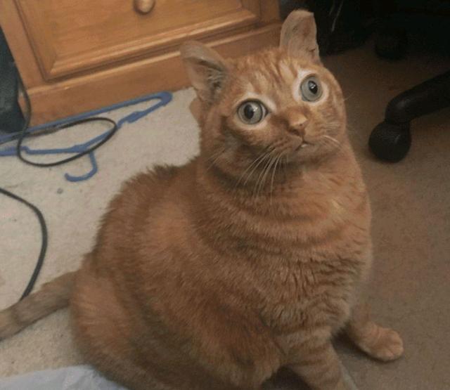 橘猫因“大眼”遭遗弃，女孩看它可怜收留，却意外收获一只网红猫休闲区蓝鸢梦想 - Www.slyday.coM