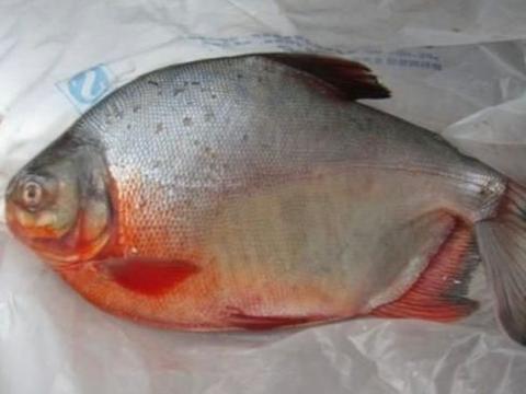 鲳鱼也属于淡水鱼类,却很少人愿意养殖它,到底是什么原因呢?