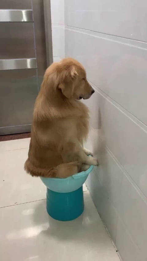 金毛:面壁是真面壁,思不思过就……嘿嘿