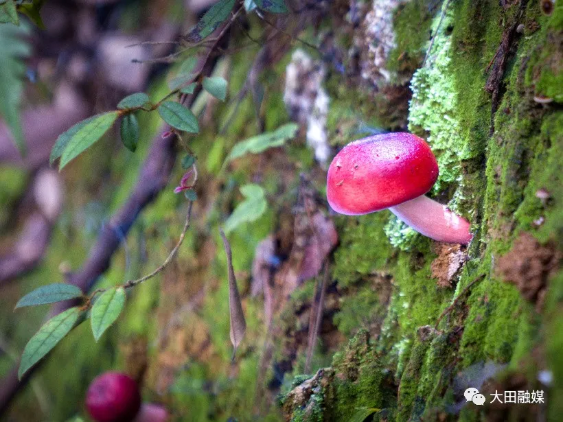 大田深山里的“山珍之王”红了休闲区蓝鸢梦想 - Www.slyday.coM