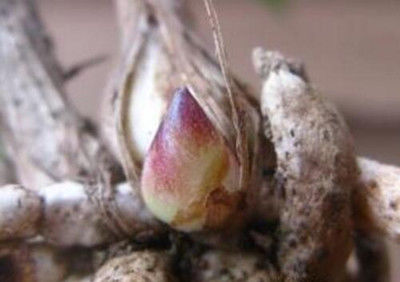 兰花该怎么识别龙根苗，特征详细介绍分别真假休闲区蓝鸢梦想 - Www.slyday.coM