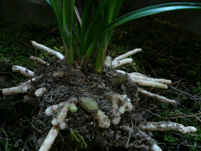 兰花该怎么识别龙根苗，特征详细介绍分别真假休闲区蓝鸢梦想 - Www.slyday.coM