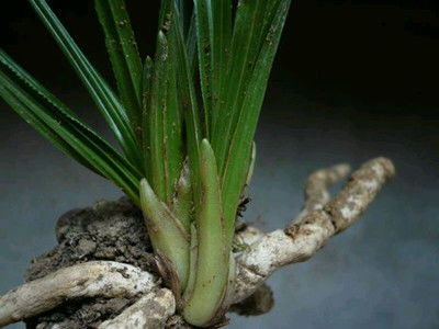 兰花该怎么识别龙根苗，特征详细介绍分别真假休闲区蓝鸢梦想 - Www.slyday.coM