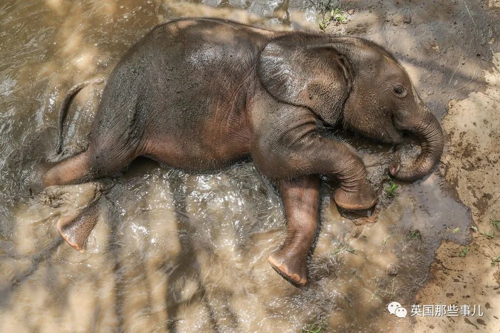 孤儿小象从小被村民养大，科学家要用粪便和DNA，帮它找妈妈！