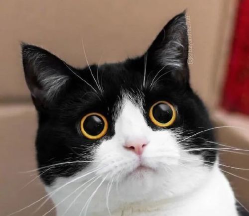 两个铜陵梗的融合版:"你的铜陵人,正在眼睛瞪得像铜陵"