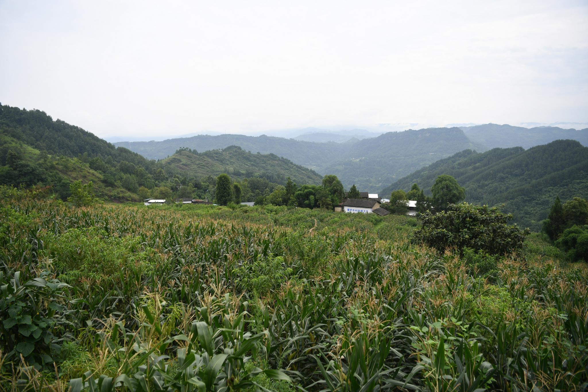 这是7月17日拍摄的张仁述居住的重庆市开州区五通乡桐林村.