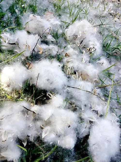 杨絮与柳絮有何区别?如何处理这些问题