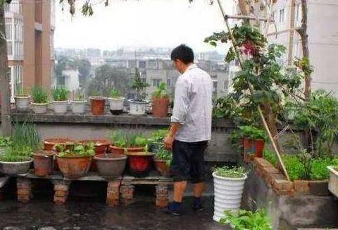 自己在家种植蔬菜,浇水是关键,需要注意五点|定植|蔬菜|行距_新浪新闻