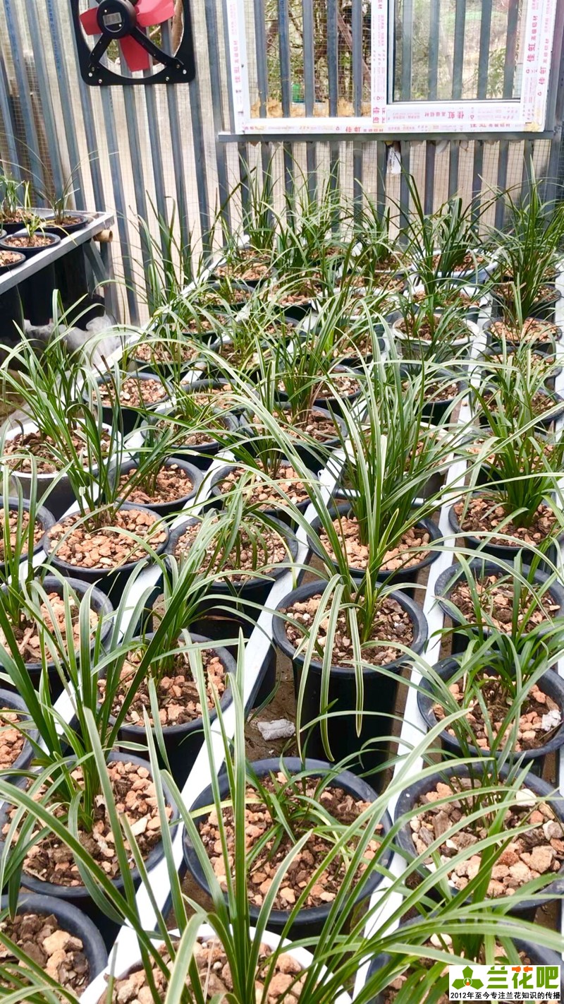 兰花浇水的大水、小水、盆面水分别怎么浇休闲区蓝鸢梦想 - Www.slyday.coM 兰花浇水的大水、小水、盆面水分别怎么浇休闲区蓝鸢梦想 - Www.slyday.coM