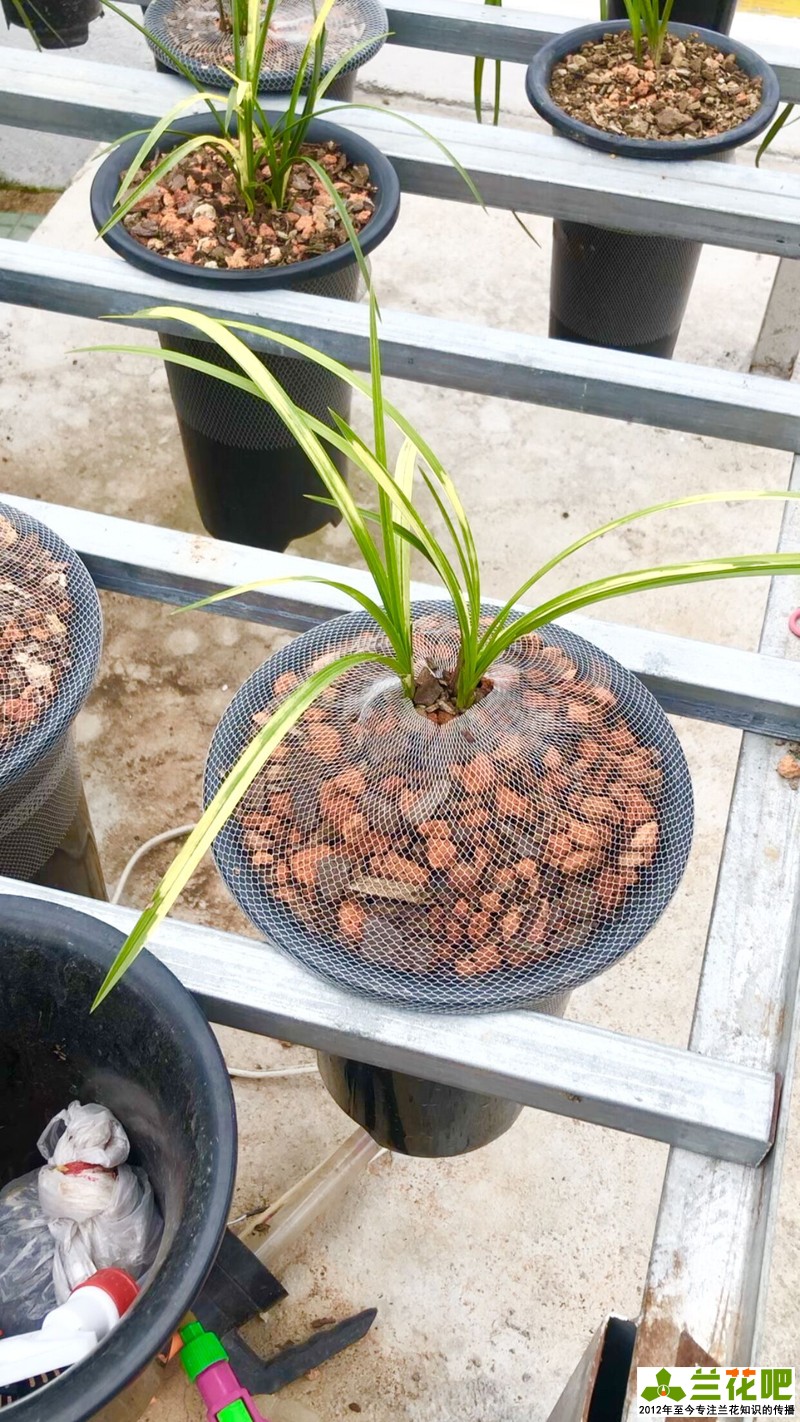 兰花浇水的大水、小水、盆面水分别怎么浇休闲区蓝鸢梦想 - Www.slyday.coM 兰花浇水的大水、小水、盆面水分别怎么浇休闲区蓝鸢梦想 - Www.slyday.coM