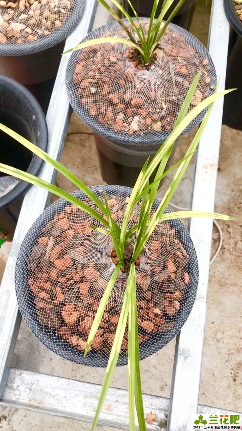 兰花浇水的大水、小水、盆面水分别怎么浇休闲区蓝鸢梦想 - Www.slyday.coM 兰花浇水的大水、小水、盆面水分别怎么浇休闲区蓝鸢梦想 - Www.slyday.coM