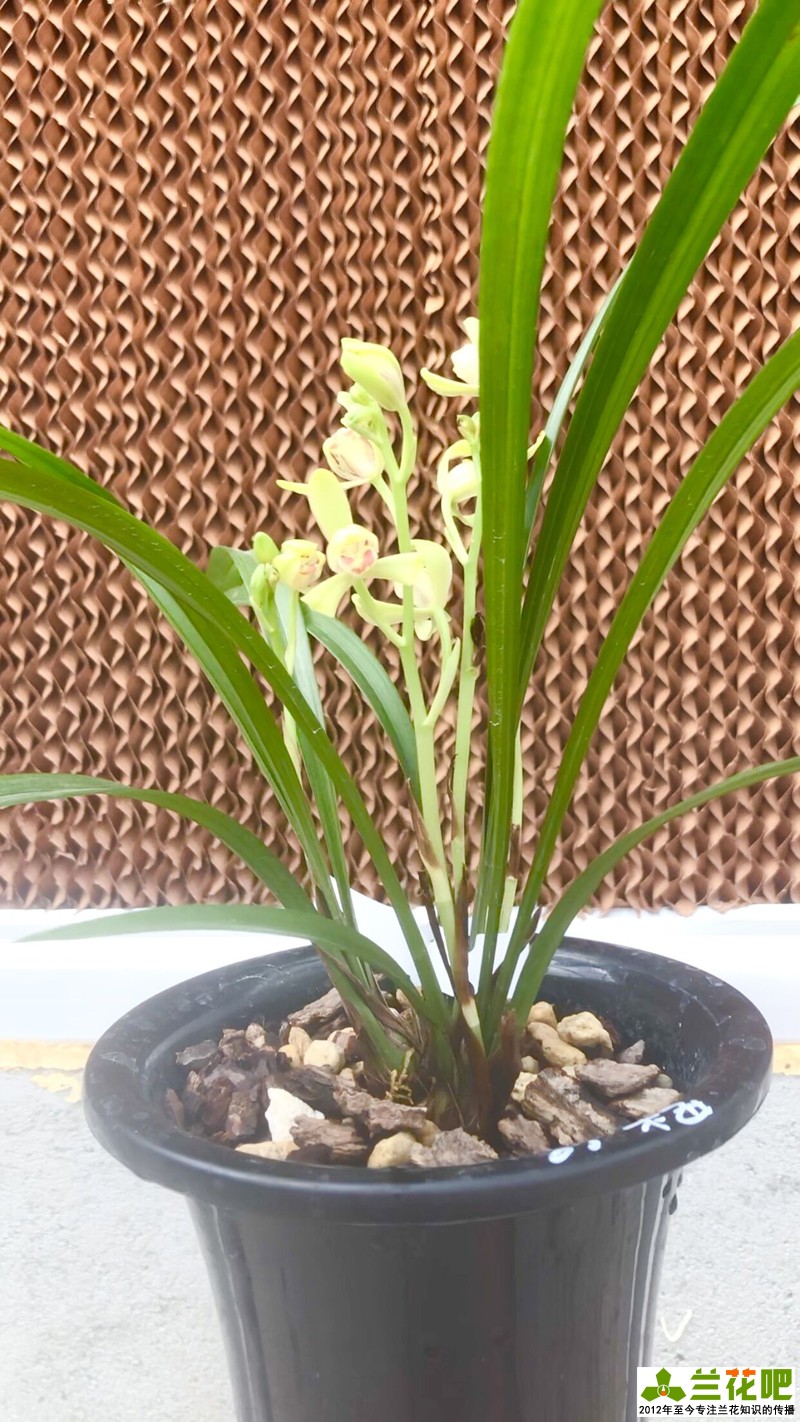 兰花浇水的大水、小水、盆面水分别怎么浇休闲区蓝鸢梦想 - Www.slyday.coM 兰花浇水的大水、小水、盆面水分别怎么浇休闲区蓝鸢梦想 - Www.slyday.coM