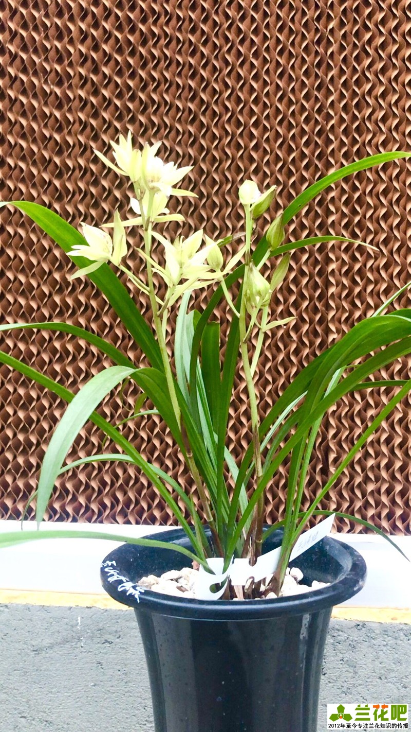 兰花浇水的大水、小水、盆面水分别怎么浇休闲区蓝鸢梦想 - Www.slyday.coM 兰花浇水的大水、小水、盆面水分别怎么浇休闲区蓝鸢梦想 - Www.slyday.coM