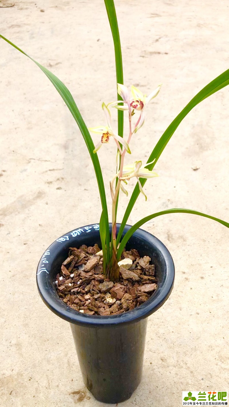 兰花浇水的大水、小水、盆面水分别怎么浇休闲区蓝鸢梦想 - Www.slyday.coM 兰花浇水的大水、小水、盆面水分别怎么浇休闲区蓝鸢梦想 - Www.slyday.coM