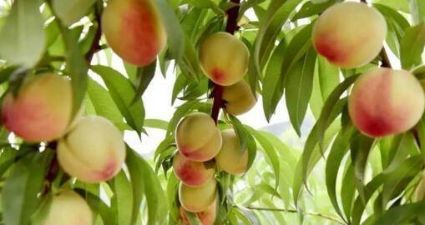 怎样美白除皱（美白除皱的方法有哪些）-85模板网