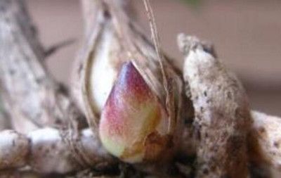 兰花该怎么识别龙根苗,特征详细介绍分别真假,千万注意休闲区蓝鸢梦想 - Www.slyday.coM