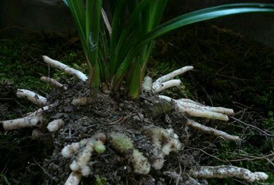 兰花该怎么识别龙根苗,特征详细介绍分别真假,千万注意休闲区蓝鸢梦想 - Www.slyday.coM