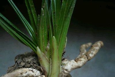 兰花该怎么识别龙根苗,特征详细介绍分别真假,千万注意休闲区蓝鸢梦想 - Www.slyday.coM