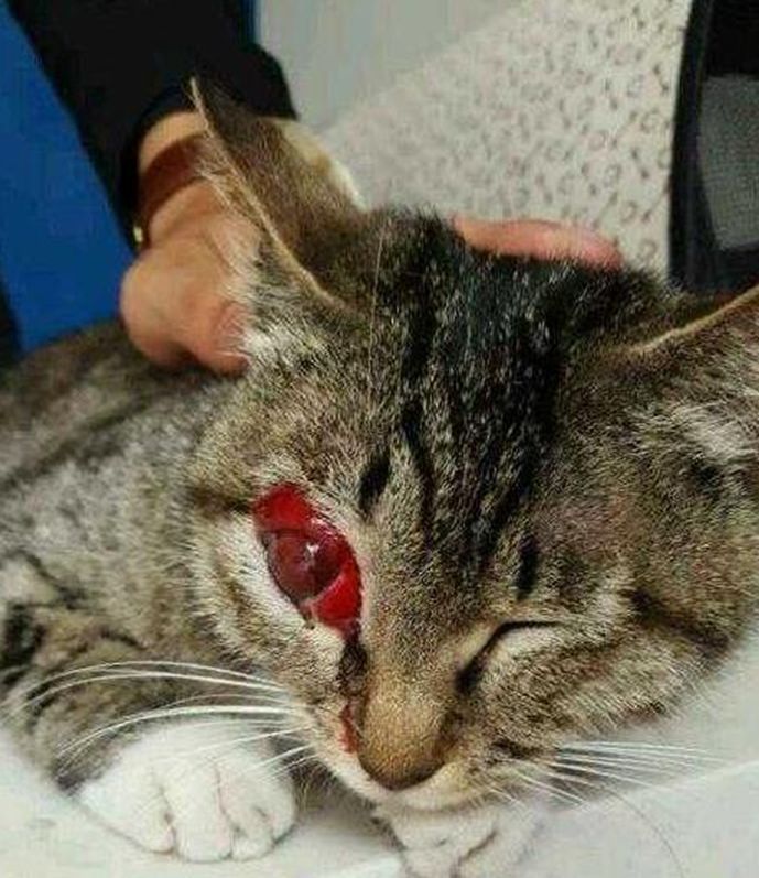 猫妈妈惨遭残害眼睛充血肿得特别大医生只能摘除眼球