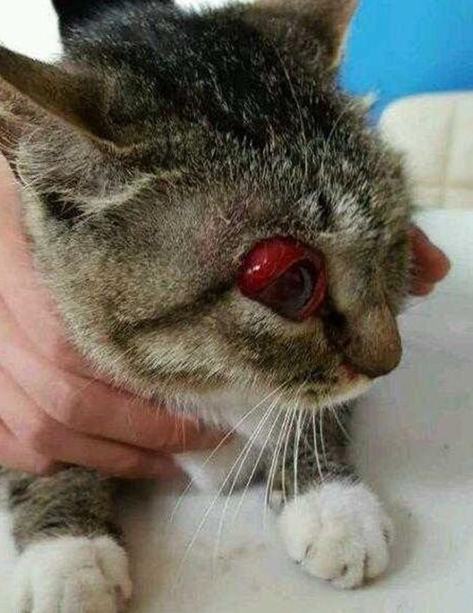 猫妈妈惨遭残害眼睛充血肿得特别大医生只能摘除眼球