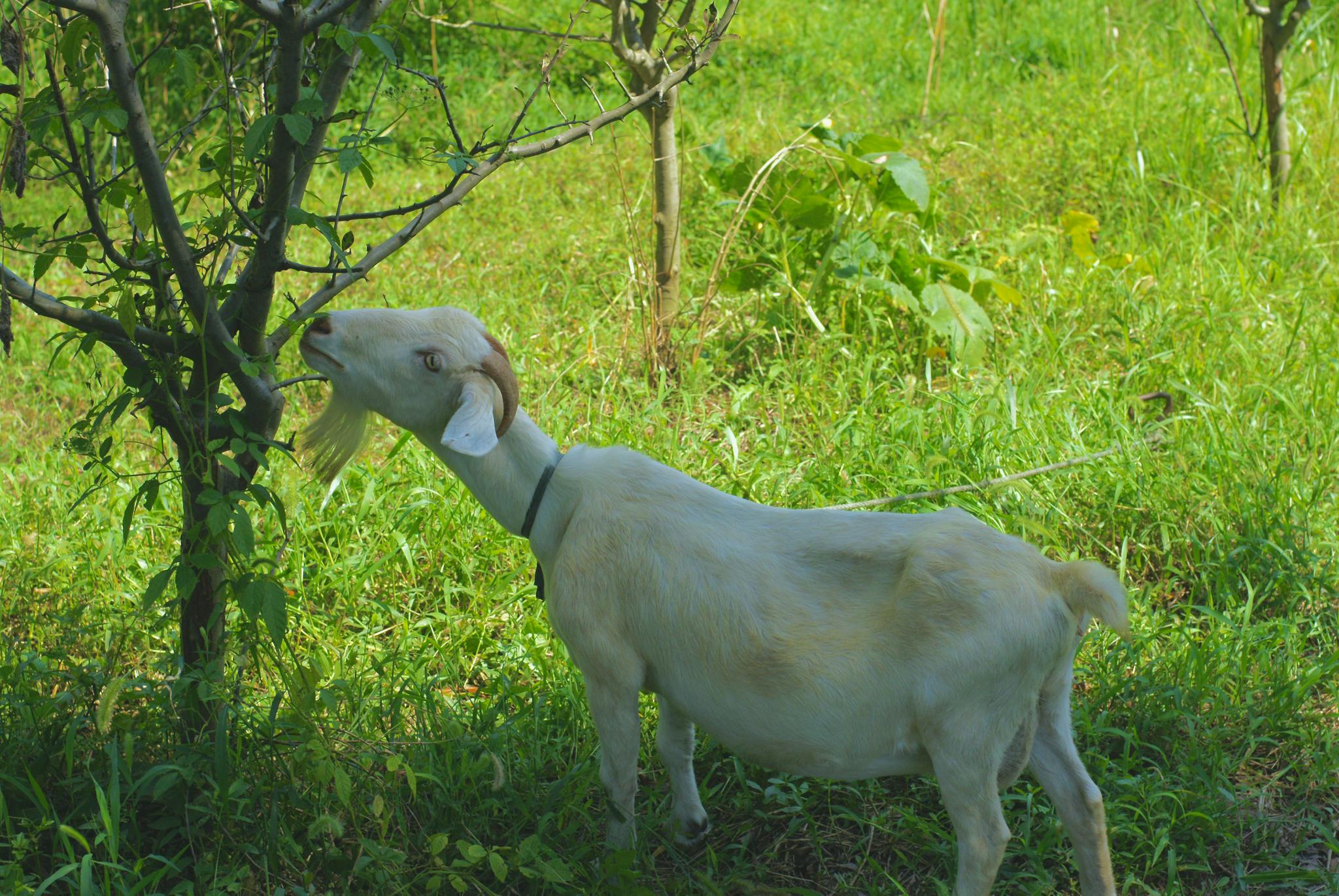 沿着步道往前,原来是一群崇明白山羊在吃草.