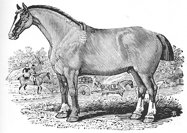 彼得劳伦斯谈英国木口木刻版画