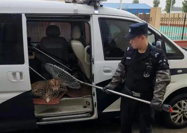 处罚记录将终身留存！德州整治不文明养犬又放大招休闲区蓝鸢梦想 - Www.slyday.coM