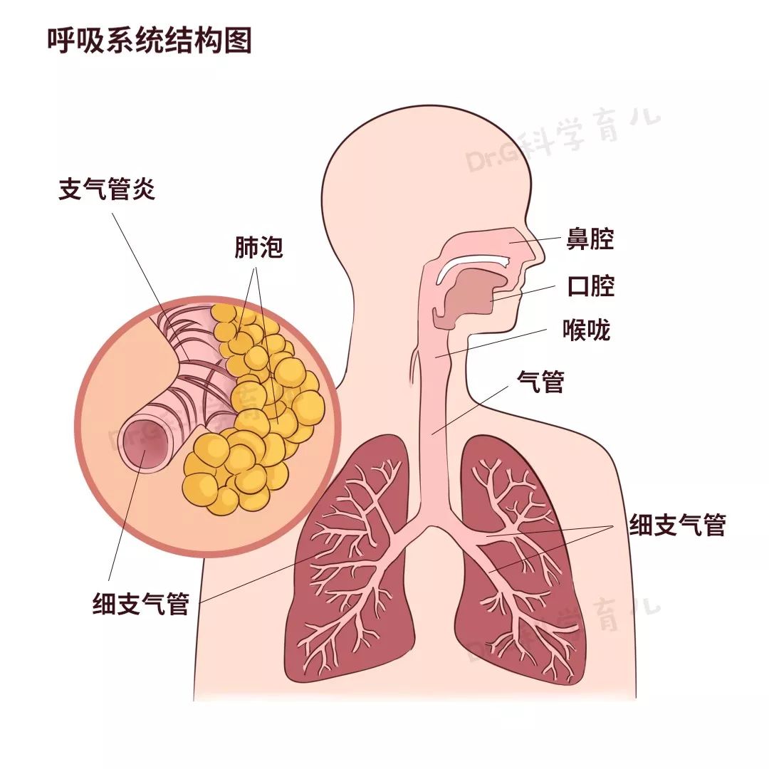 鼻子与气管的连接图图片