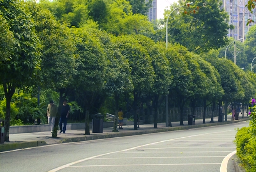 早生活桂花味的重庆你闻到了吗