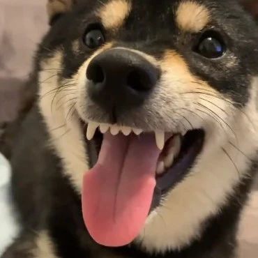 名副其实"口头蝉":狗子嘴里自带电动牙刷音效…… 为您推荐: 柴犬幼仔