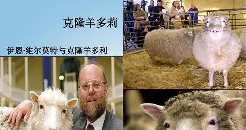 历史上的今天1996年7月5日克隆羊多莉诞生|伊恩|细胞|绵羊|小羊|苏格兰_新浪新闻