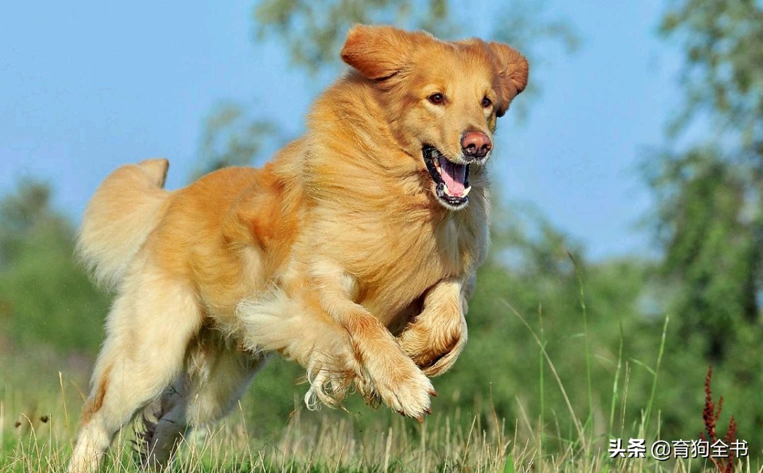 如何训狗（如何训狗拉屎撒尿）-85模板网