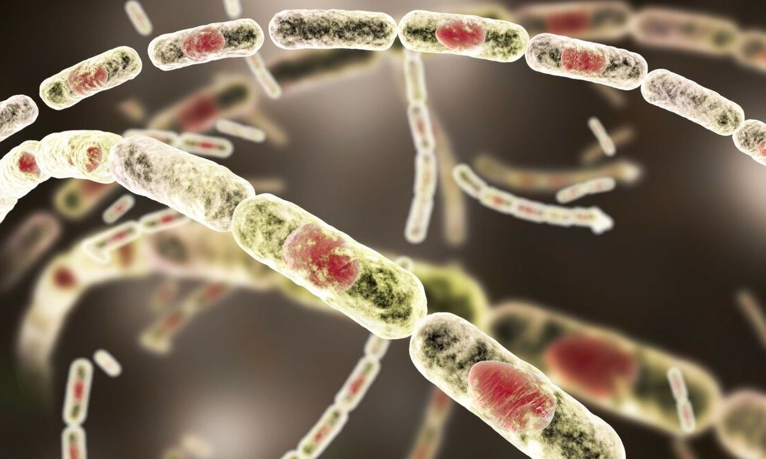 炭疽病是什么感染炭疽杆菌后有什么症状怎么预防炭疽杆菌