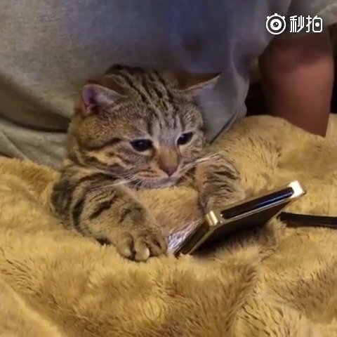 好奇喵也很喜欢玩手机!