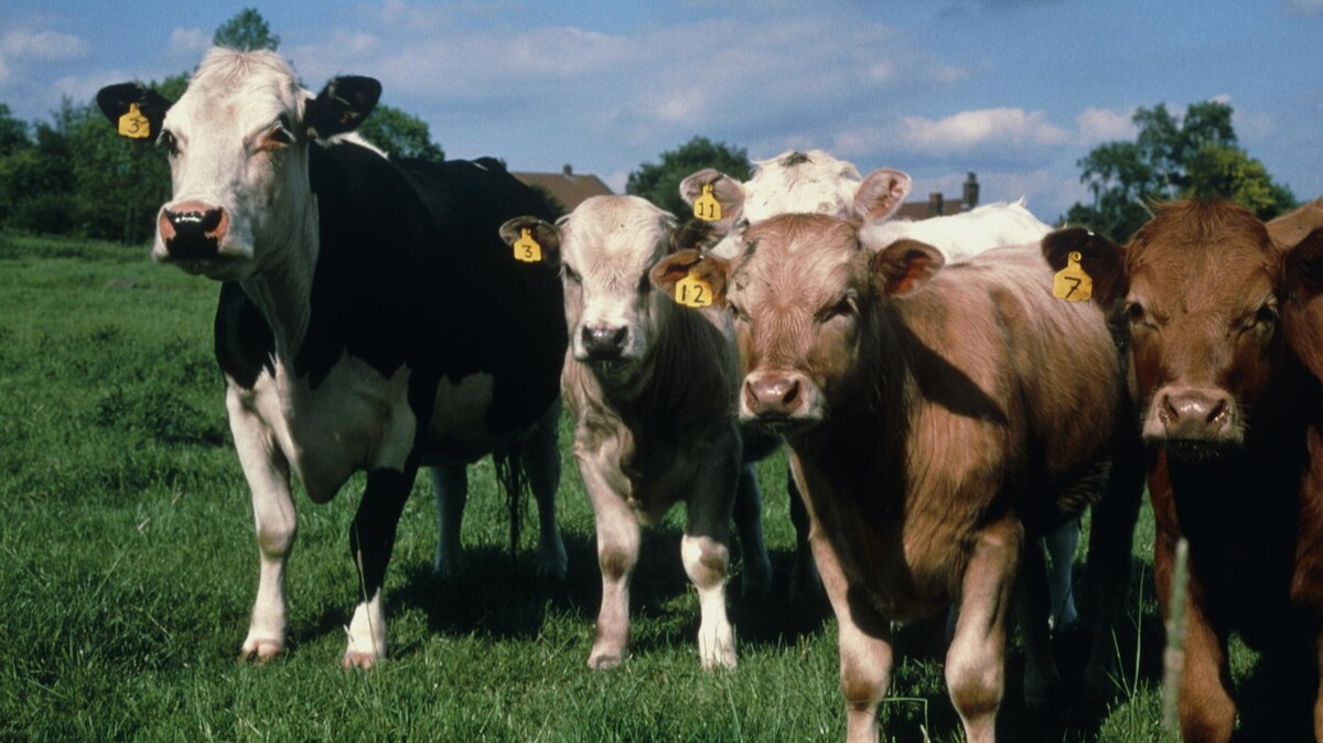 巴西出现牛病毒已影响我国牛肉进口猪肉刚降价牛肉又要涨价吗