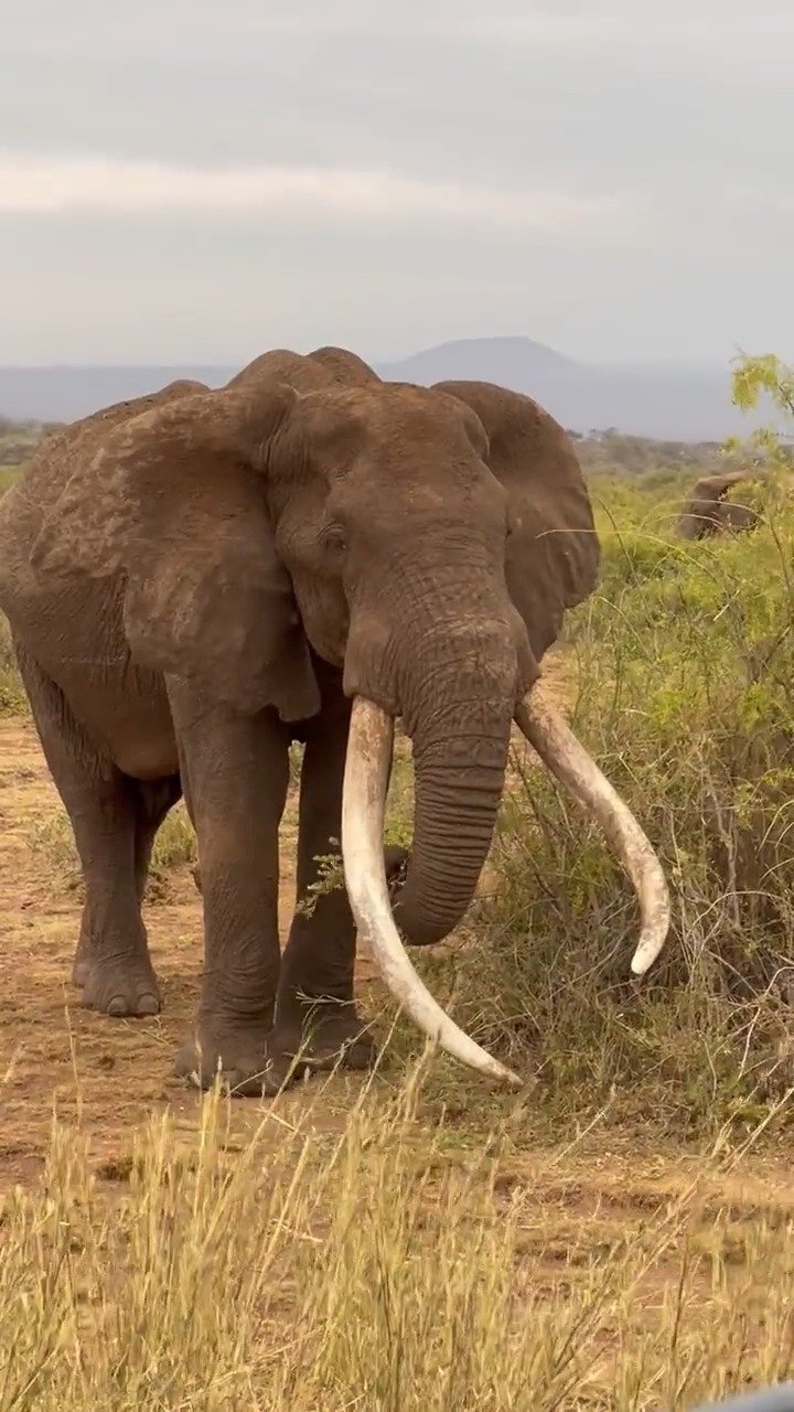 一头很著名的长牙象克雷格(craig)……_手机新浪网