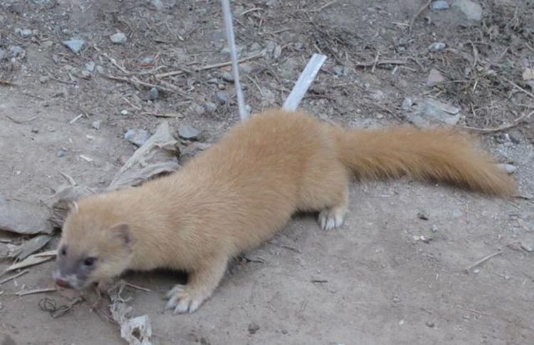 黄鼠狼隔三差五祸害鸭子二哈镇守后事态好转后来却让人崩溃