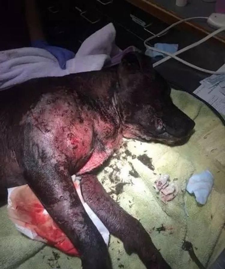 狗狗因斗狗比赛受重伤,即将面临安乐死,乐观摇尾巴让人想哭|重伤|狗狗