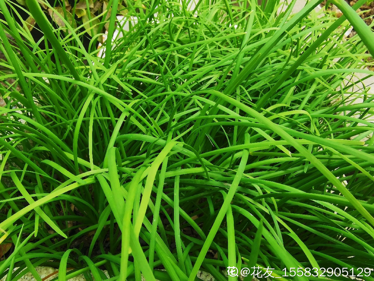 邻居家里种的洋水仙,差点被老人拔下来炒菜,中毒就麻烦了