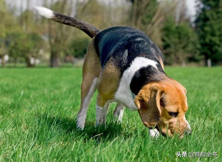 如何训狗（如何训狗拉屎撒尿）-85模板网