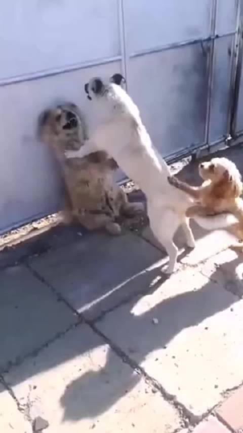 两狗子打架还带一只小的劝架