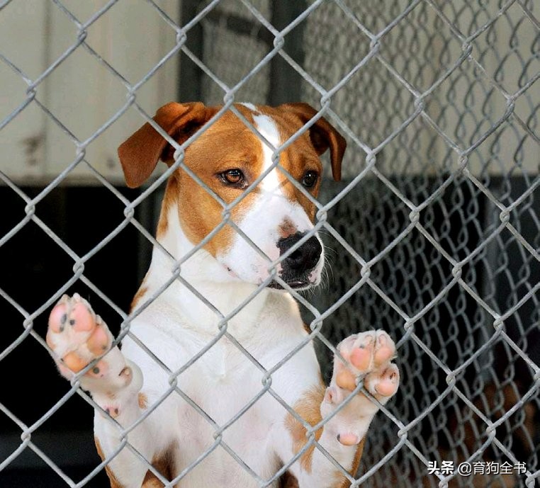 如何训狗（如何训狗拉屎撒尿）-85模板网