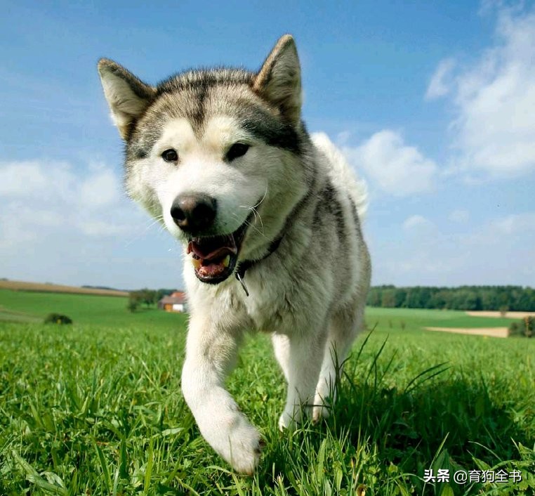 如何训狗（如何训狗拉屎撒尿）-85模板网