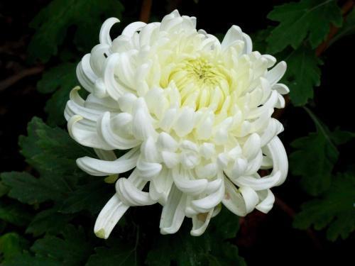 白露在即河南出异象农村多处洋槐树开花预示着什么