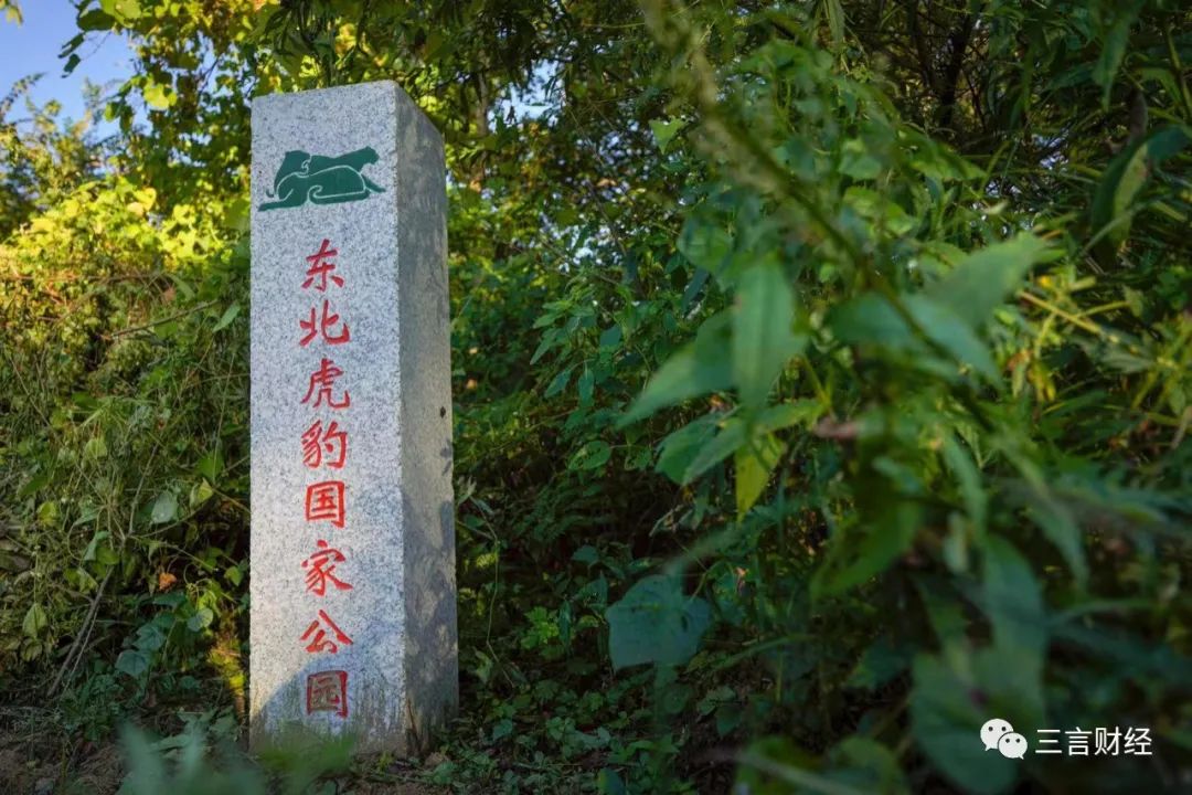 随着2017年东北虎豹国家公园的建立和相关保护措施的完善,野生东北虎