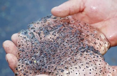 政策调得好蛙农信心高